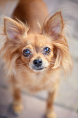 Russian long-haired toy terrier. Red toy terrier, close-up portrait