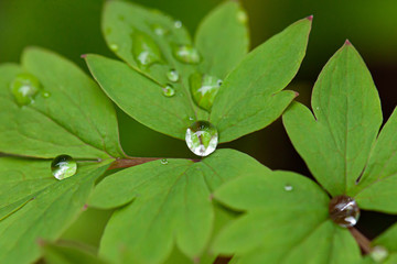 green leaf with water drops