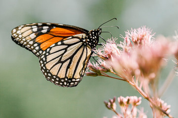 butterfly on a flower