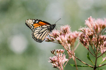 butterfly on a flower