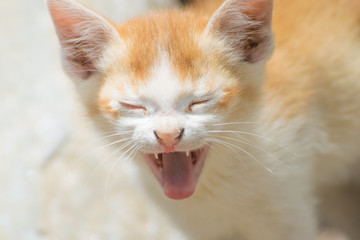 After the rest, a cute cat opens its mouth and ends its sleep with its teeth and tongue out.
