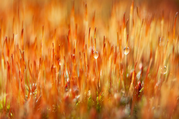 Krople rosy na łodyżkach mchu  © Meija