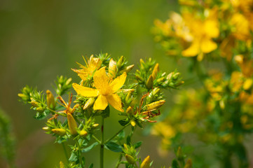 Żółte kwiaty na łące w słoneczny dzień 