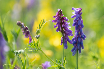 Fioletowe kwiaty na zielonożółtym tle letniej łąki © Meija