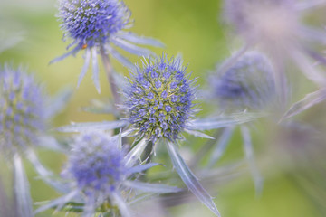 Niebieskie kwiaty makro na zielonym tle łąki