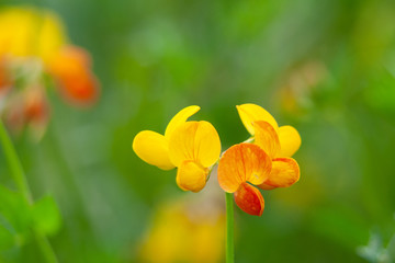 Kwiat komonicy na zielonym tle © Meija