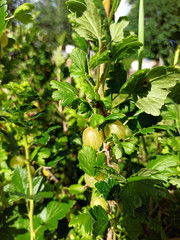 photo of gooseberry bush with berries