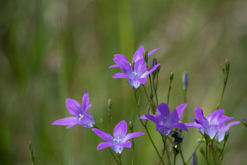 Fioletowe dzwonki na rozmytym zielonym tle łąki © Meija