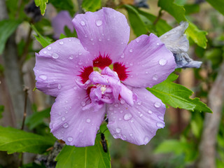 Obraz premium lila Hibiskus Blüte im garten