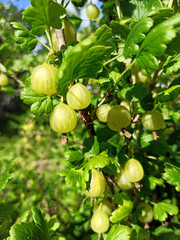 photo of gooseberry bush with berries