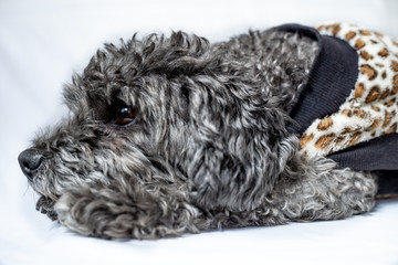 dog lying, thoughtful, pensive, sad