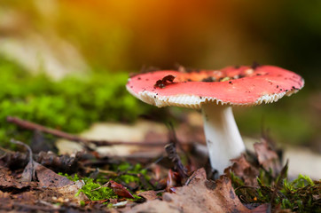 Macro shot of edible mushroom. Russula paludosa.