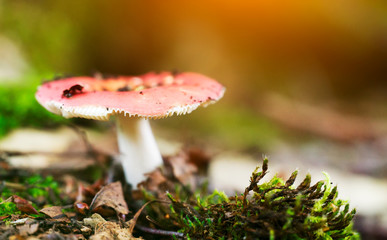 Macro shot of edible mushroom. Russula paludosa.