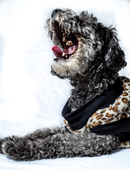 dog lying down and yawning from fatigue