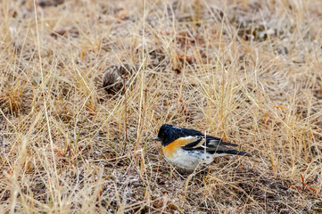 Brambling (Fringilla montifringilla) in Barents Sea coastal area, Russia