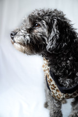 dog looking left towards the horizon