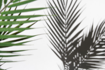 Fototapeta premium Palm leaves and their shadow on an white background.