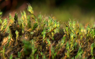 Macro shot of moss in the forest.