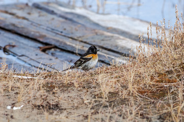 Brambling (Fringilla montifringilla) in Barents Sea coastal area, Russia