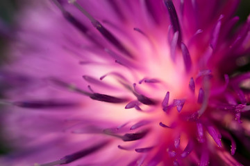 Macro shot of beautiful violet flower. Carduus crispus.