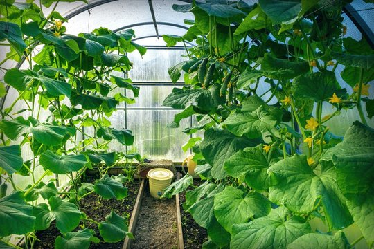 View of a greenhouse with planted cucumbers. Gardening concept