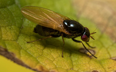 Macro shot of Flesh fly. Sarcophagidae.