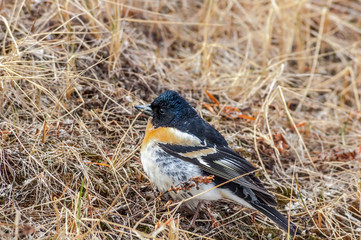 Brambling (Fringilla montifringilla) in Barents Sea coastal area, Russia