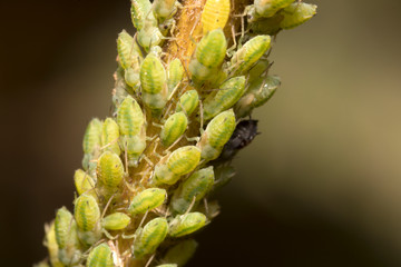 Macro shot of green Aphids on the stem. Aphidoidea.