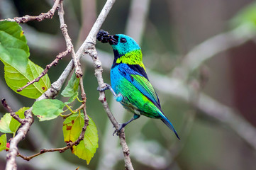 O tanager-de-cabeça-verde  é uma ave de cores vivas encontrada na Mata Atlântica no sudeste do Brasil