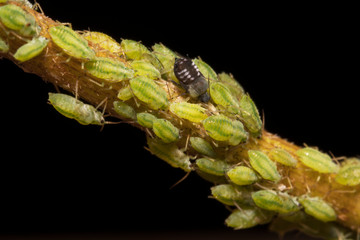 Macro shot of green Aphids on the stem. Aphidoidea.