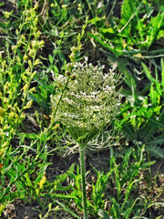 In the land of fairies.Composition 4.