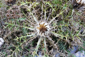 Distel