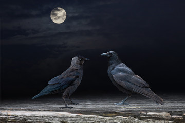 Two black raven birds perched on a wooden panel in the moonshine