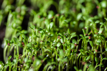 Garden cress, young plants, macro photo from above. Lepidium sativum, edible herb. Microgreen. Peppery flavor and aroma. Also called mustard and cress, garden pepper cress, pepperwort or pepper grass.