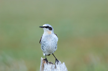 Northern Wheatear (Oenanthe oenanthe) male in Barents Sea coastal area, Russia