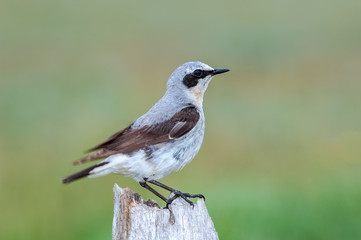 Northern Wheatear (Oenanthe oenanthe) male in Barents Sea coastal area, Russia
