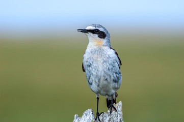 Northern Wheatear (Oenanthe oenanthe) male in Barents Sea coastal area, Russia
