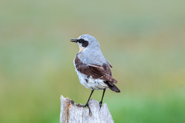 Northern Wheatear (Oenanthe oenanthe) male in Barents Sea coastal area, Russia