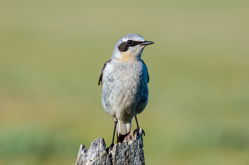 Northern Wheatear (Oenanthe oenanthe) male in Barents Sea coastal area, Russia