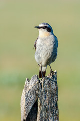 Northern Wheatear (Oenanthe oenanthe) male in Barents Sea coastal area, Russia