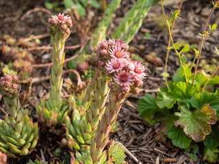 Fat plant with flowers at sunrise