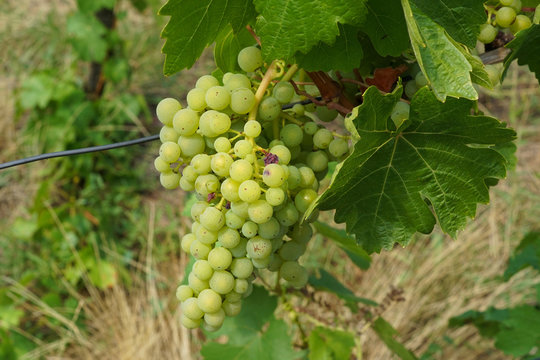 Fresh white grapes hanging at a vine on a vineyard