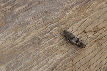 A blue-winged grasshopper on a wooden plank