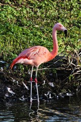 A view of a Flamingo