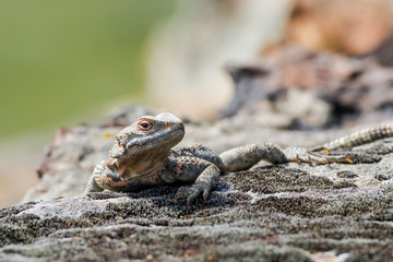 Caucasian Agama (Laudakia caucasia) in the foothills, Caucasus, Republic of Dagestan, Russia