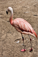 A view of a Flamingo
