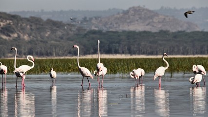 A view of a Flamingo