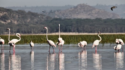 A view of a Flamingo
