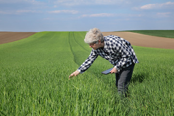 Naklejka na ściany i meble Female farmer or agronomist inspect quality of green wheat in field using tablet, spring time