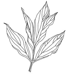 Sketch Peony leaves isolated on white background. Hand drawn Black line Vector illustration